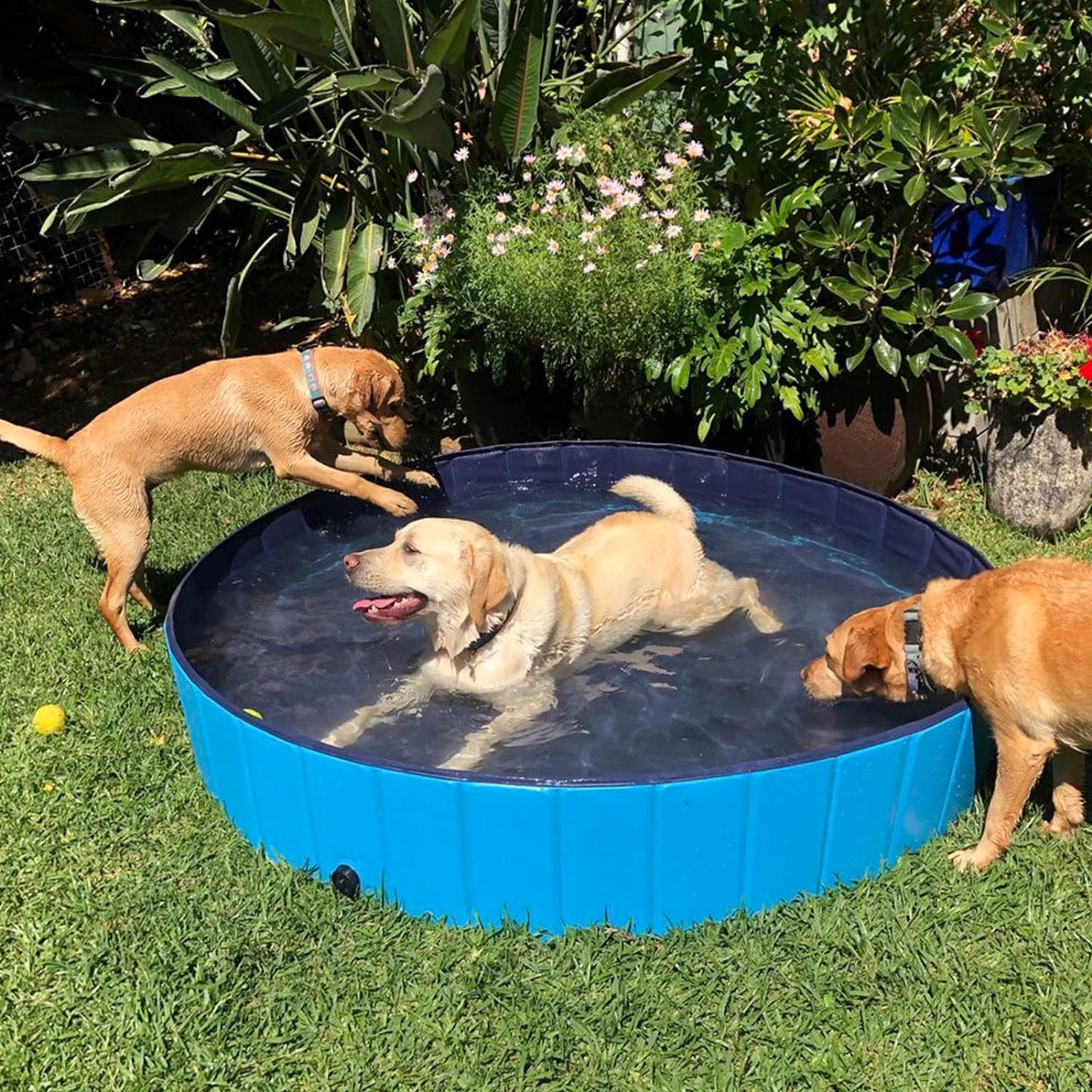 Foldable Outdoor Dog Swimming Pool - Collapsible Anti-Slip Hard PVC Paddling Bathtub for Large and Extra Large Dogs, Kids, and Pets (63'' x 12'' / 160 cm x 30 cm)